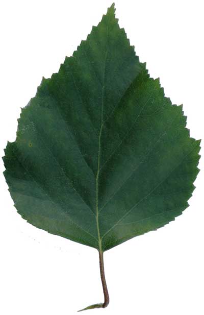 Forme des feuilles