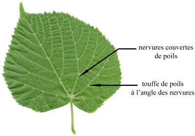 Cliquez sur la photo pour l'agrandir