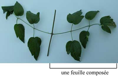 Cliquez sur la photo pour l'agrandir